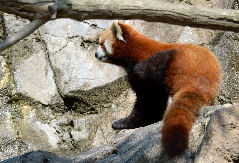 red-panda-rests-on-rock.jpg