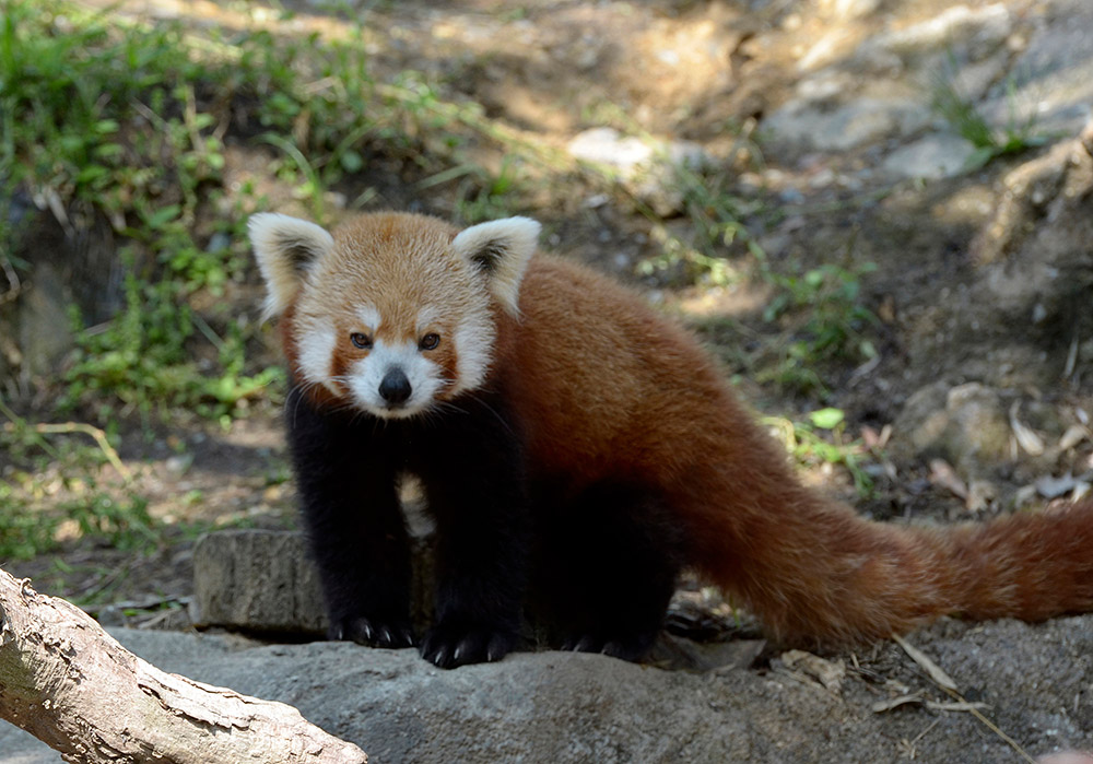 red-panda-shows-dense-reddish-brown-fu-.jpg
