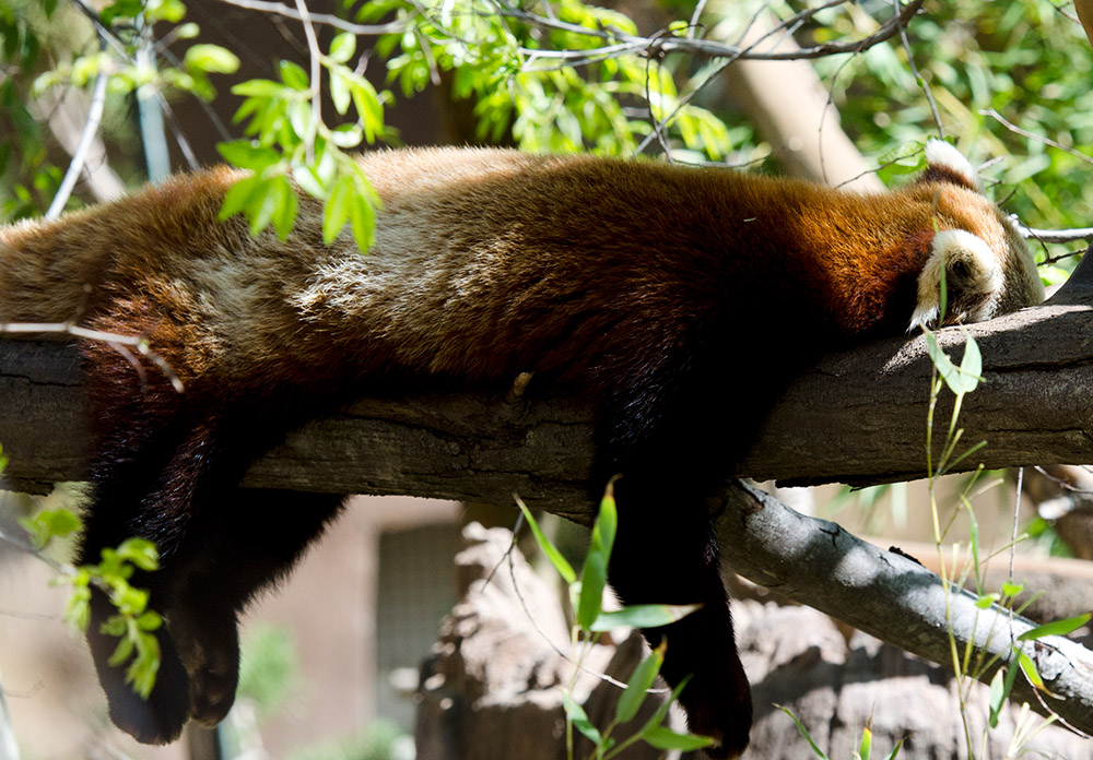 red-panda-sleeping-in-a-tree.jpg