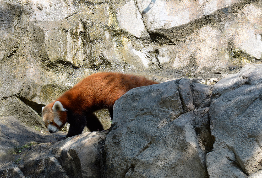 red-panda-walking-along-rocks.jpg