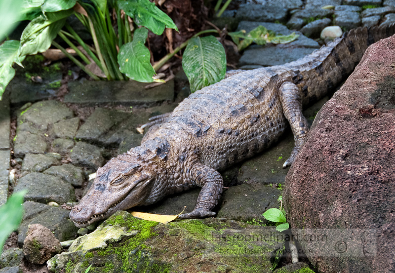 alligator-bali-reptile-park-image-6247.jpg
