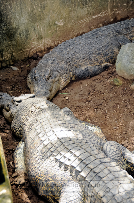 alligator-bali-reptile-park-image-6355a.jpg