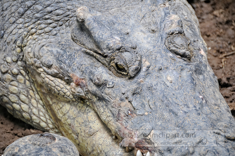 alligator-bali-reptile-park-image-6361.jpg