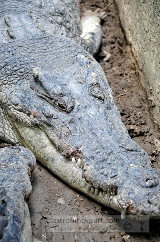 alligator-bali-reptile-park-image-6363a.jpg