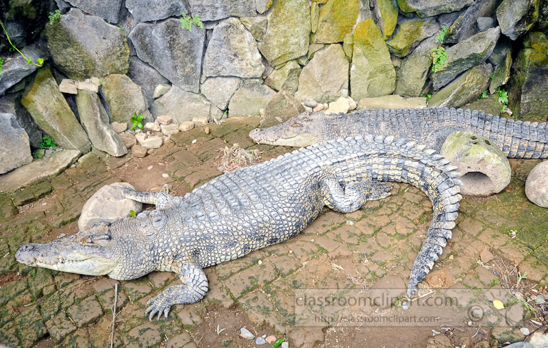 alligator-bali-reptile-park-image-6387a.jpg
