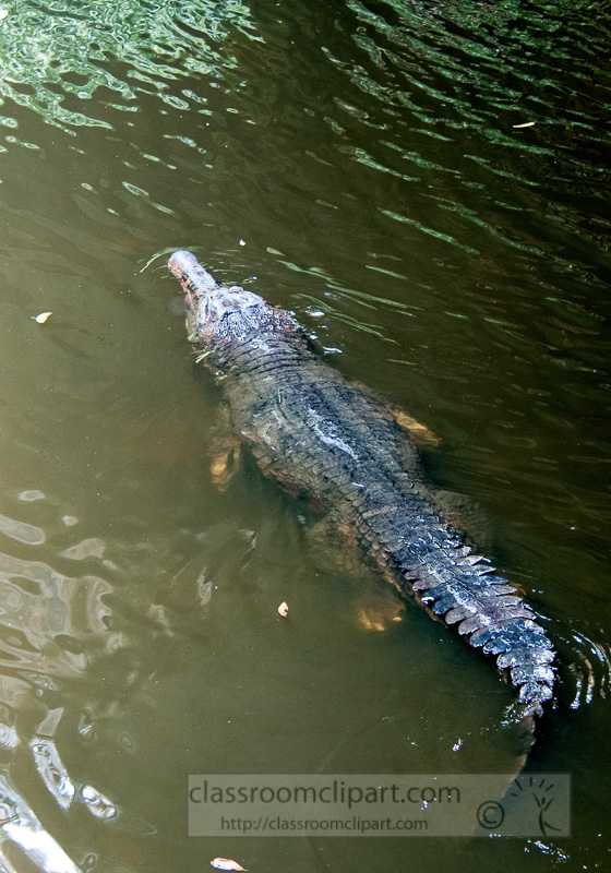 alligator-swimming-in-water-singapore-zoo-7665.jpg