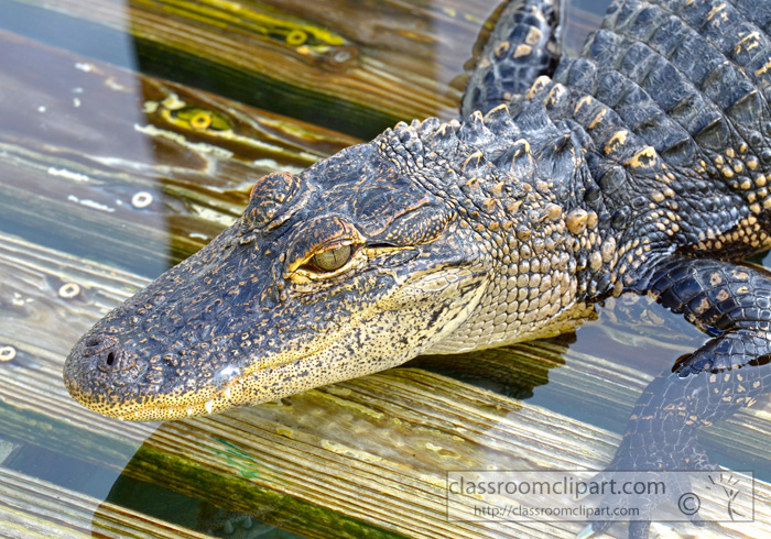 alligator_1671AA.jpg