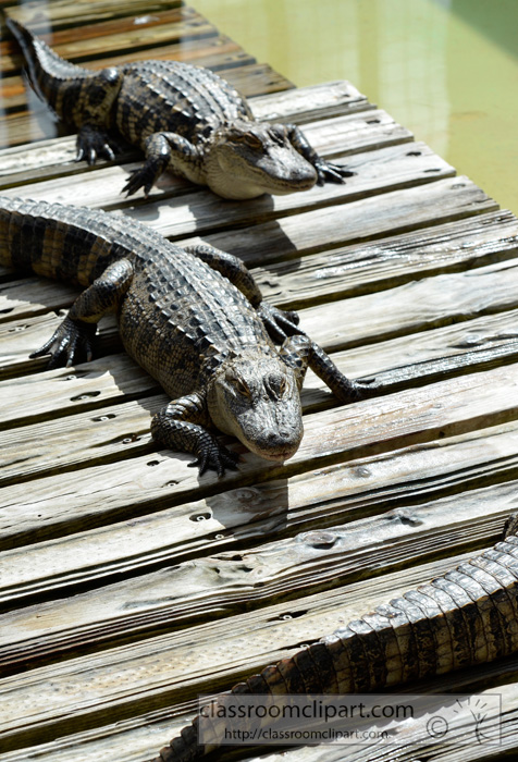 alligator_1674A.jpg