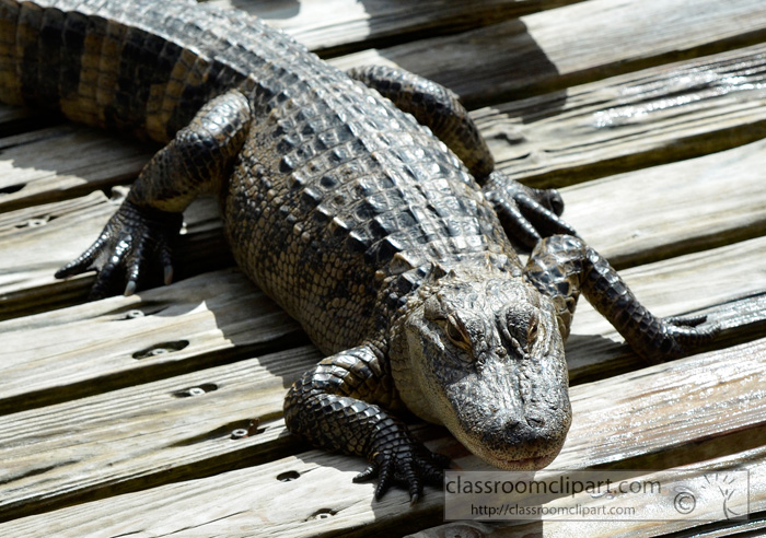 alligator_1674b.jpg