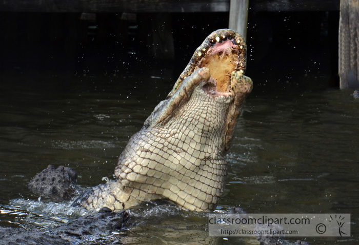 alligator_1885B.jpg