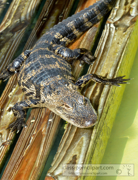 alligator_1938BB.jpg