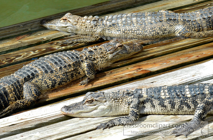 alligator_1939C.jpg