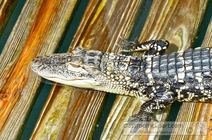 alligator_1947A.jpg
