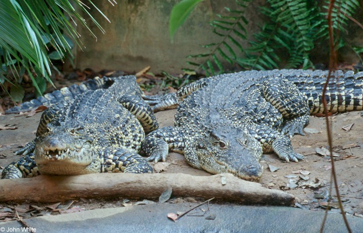 ccroc32.jpg