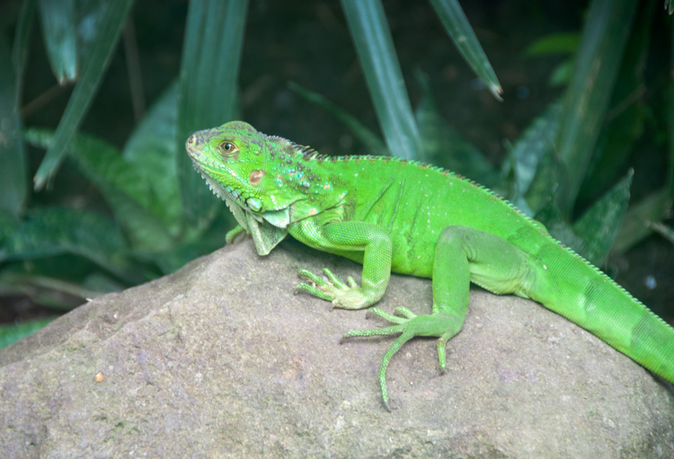 green-lizard-sitting-on-rock-bali-indonesia-6284.jpg