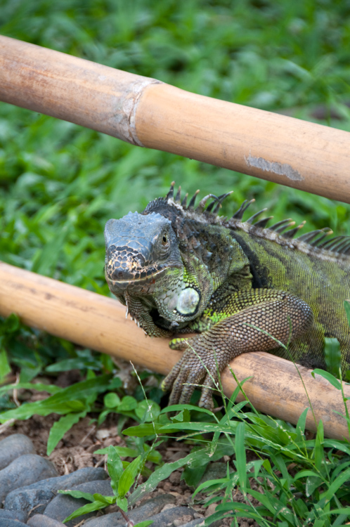 iguana-lizard-on-bamboo-fencei-6257.jpg