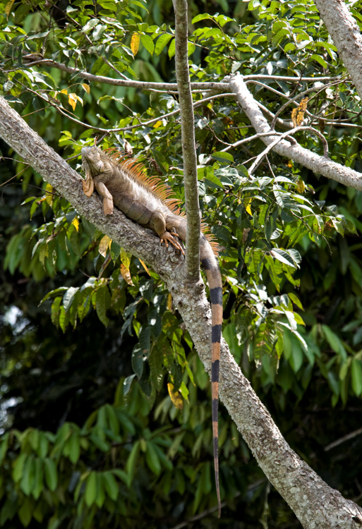iguana-on-tree-9-08-432.jpg