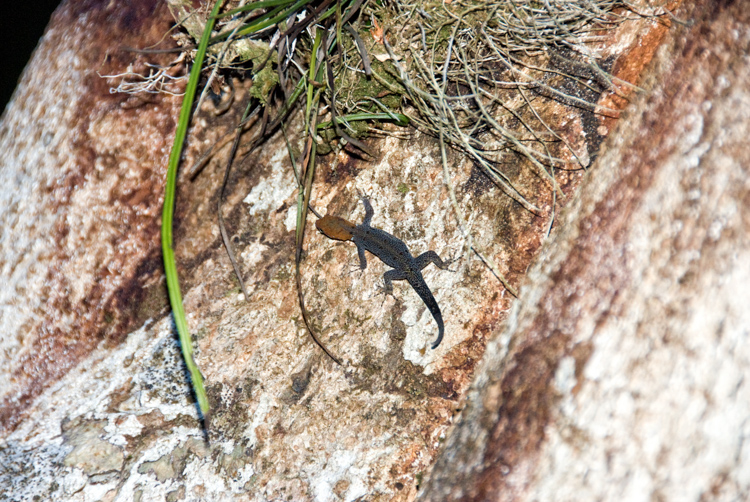 small-lizard-on-wall-365.jpg