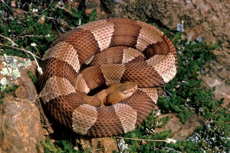Copperhead_snake.jpg