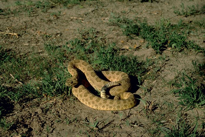 Prairie_rattlesnake.jpg