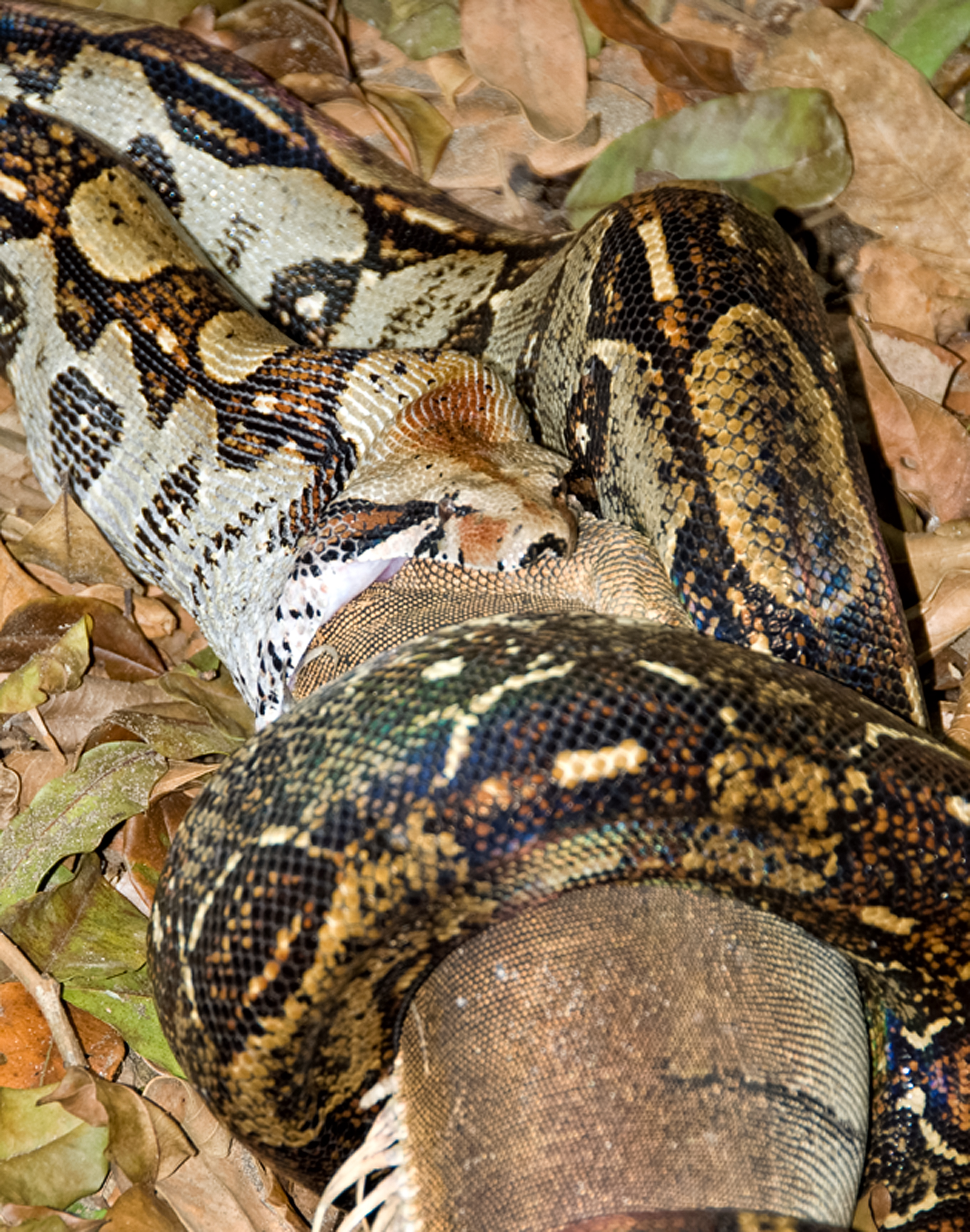 Snake-eating-an-Iguana-Costa-Rica-Photo-391.jpg