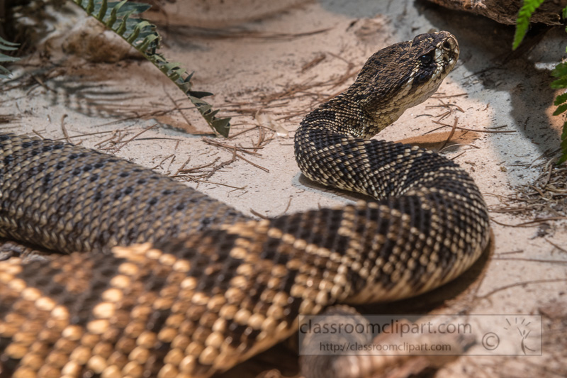eastern-diamondback-snake-photo-4108.jpg