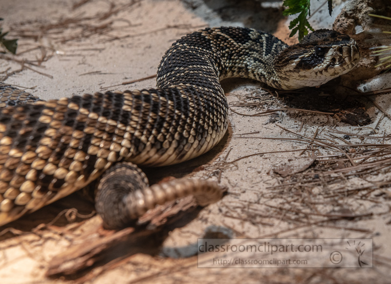 eastern-diamondback-snake-photo-4113.jpg