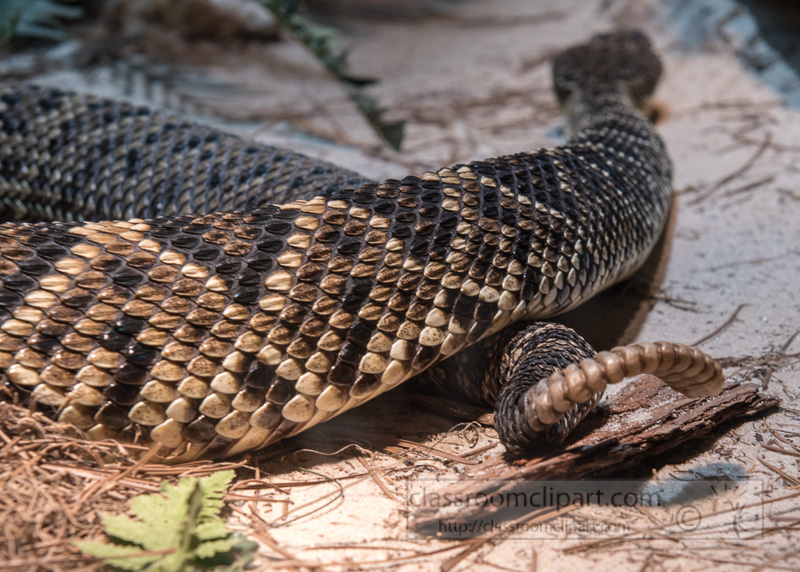 eastern-diamondback-snake-photo-4120.jpg