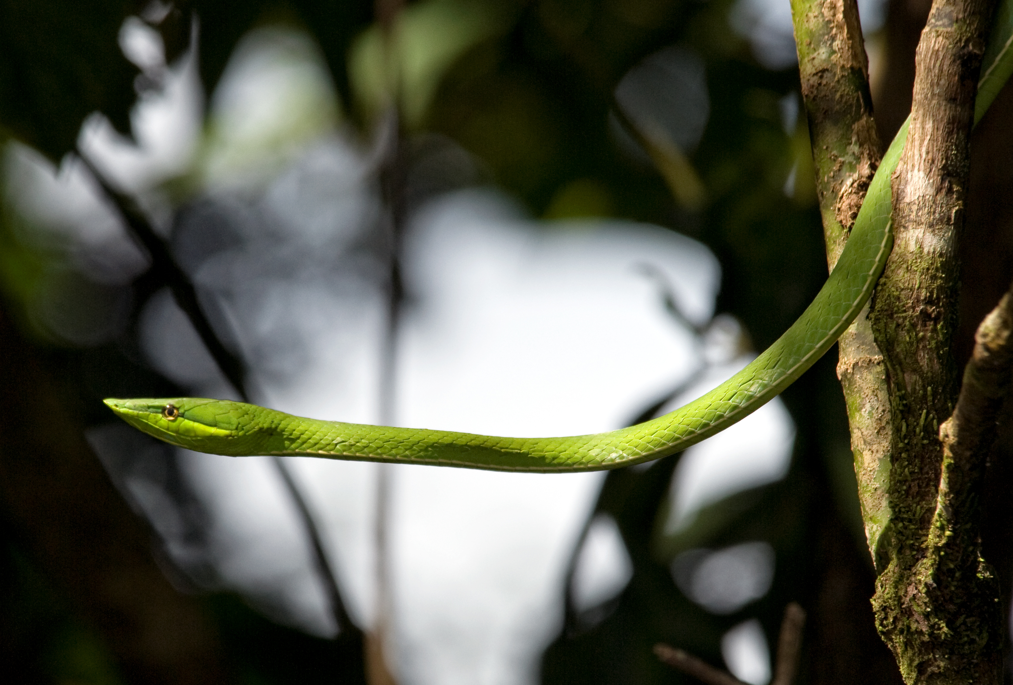 green-vine-snake-313.jpg