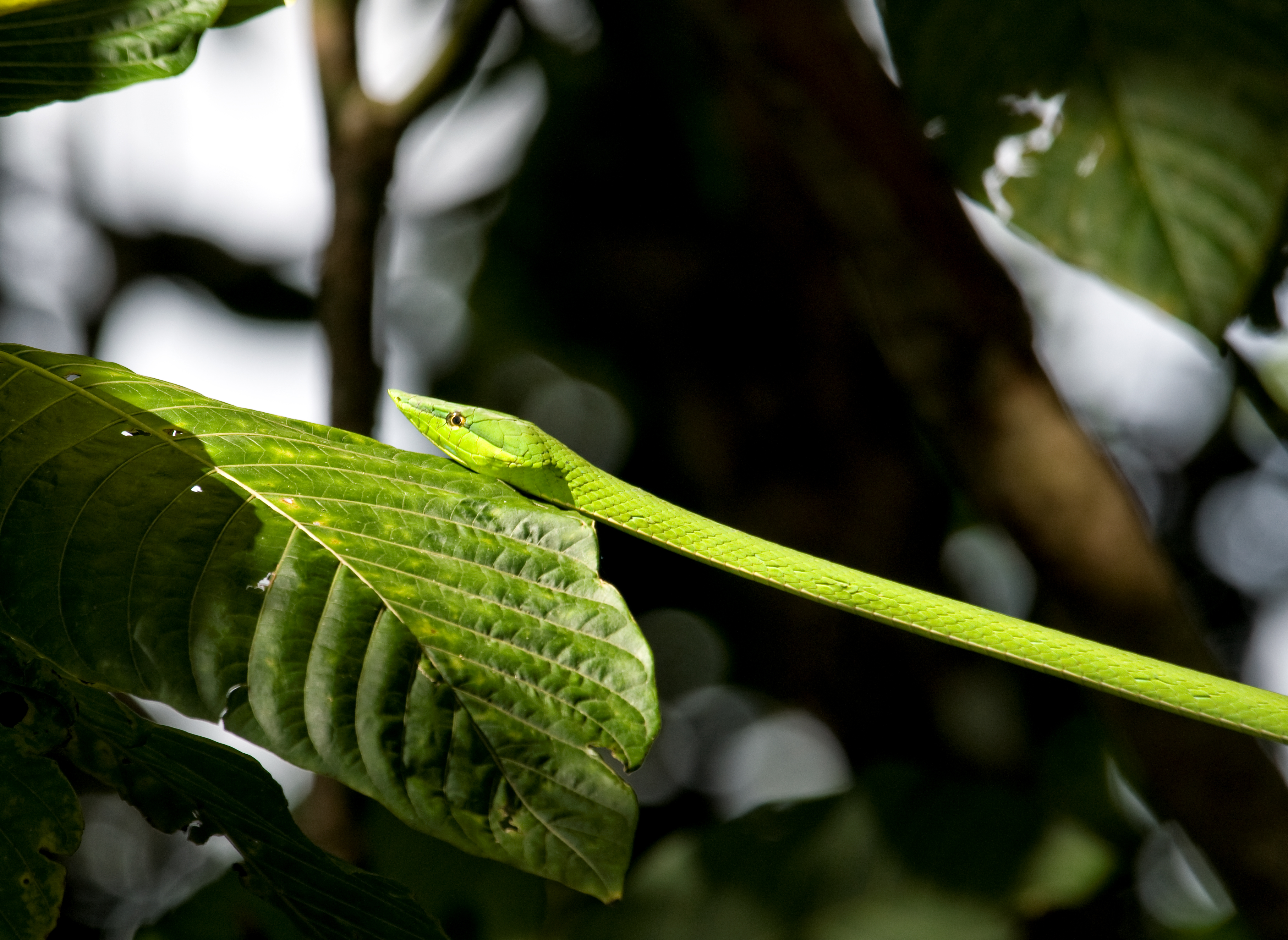 green-vine-snake-317.jpg