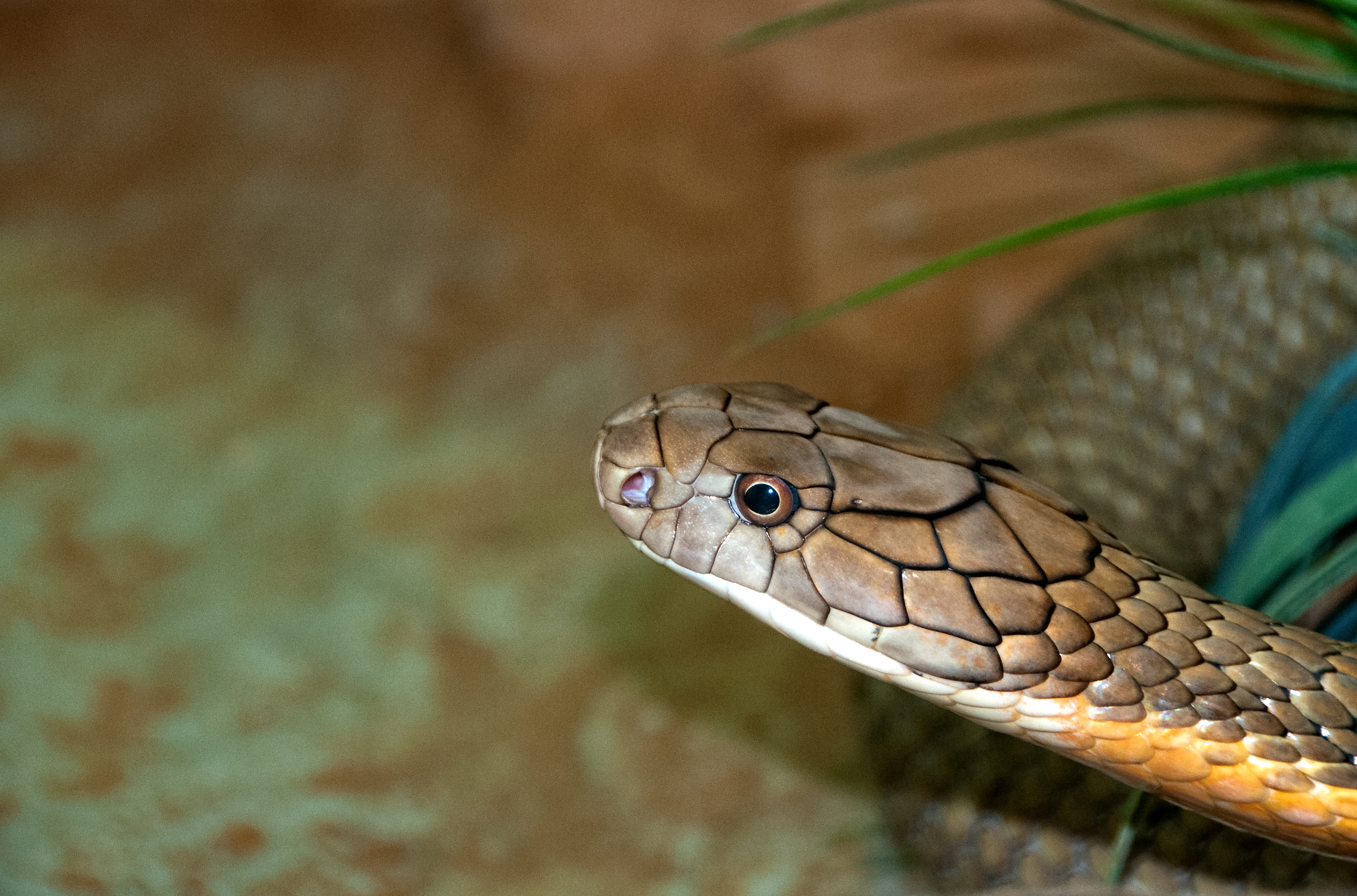 king-cobra-snake-farm-bangkok-photo-4737.jpg