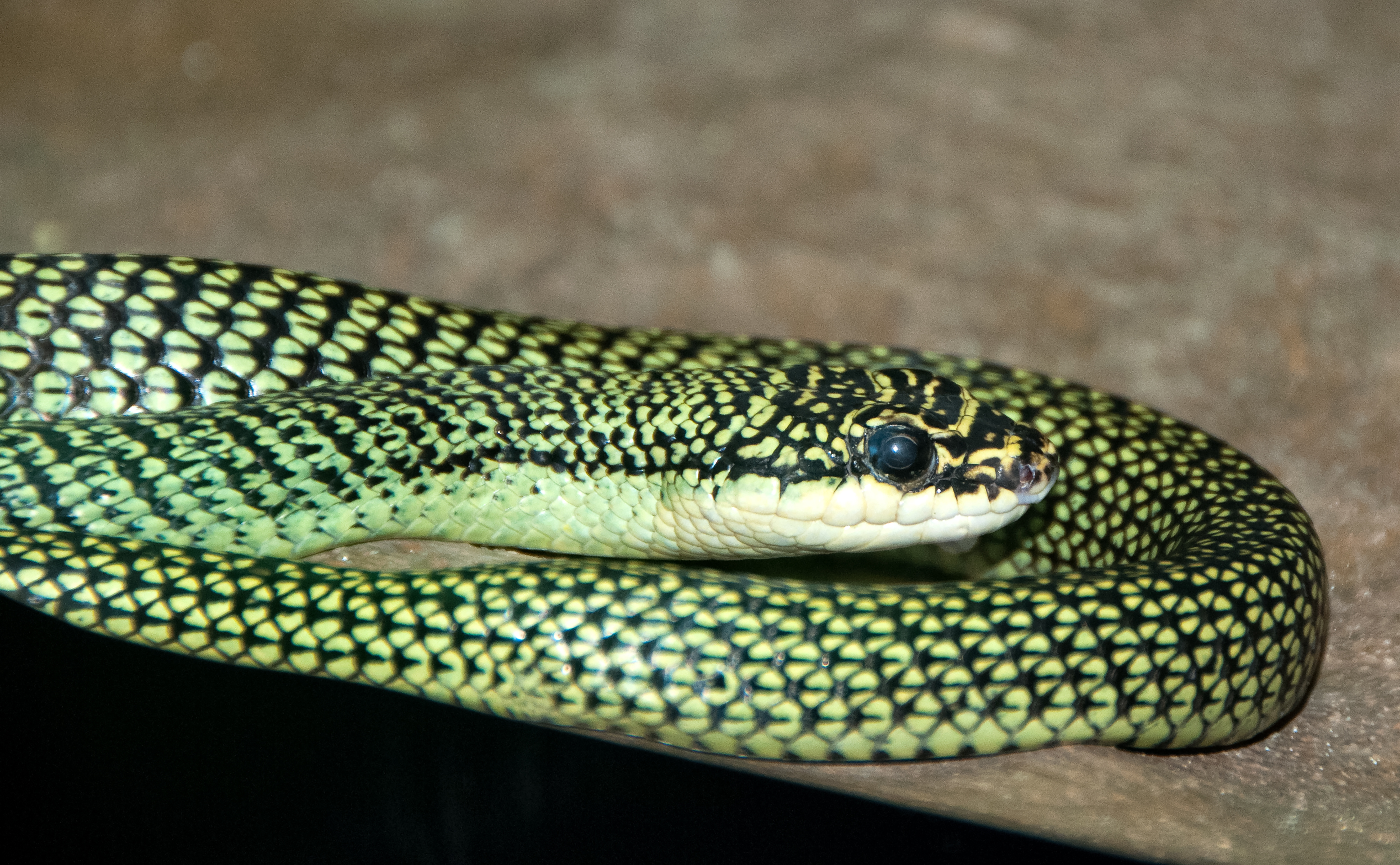 snake-at-bangkok-snake-farm-4624.jpg