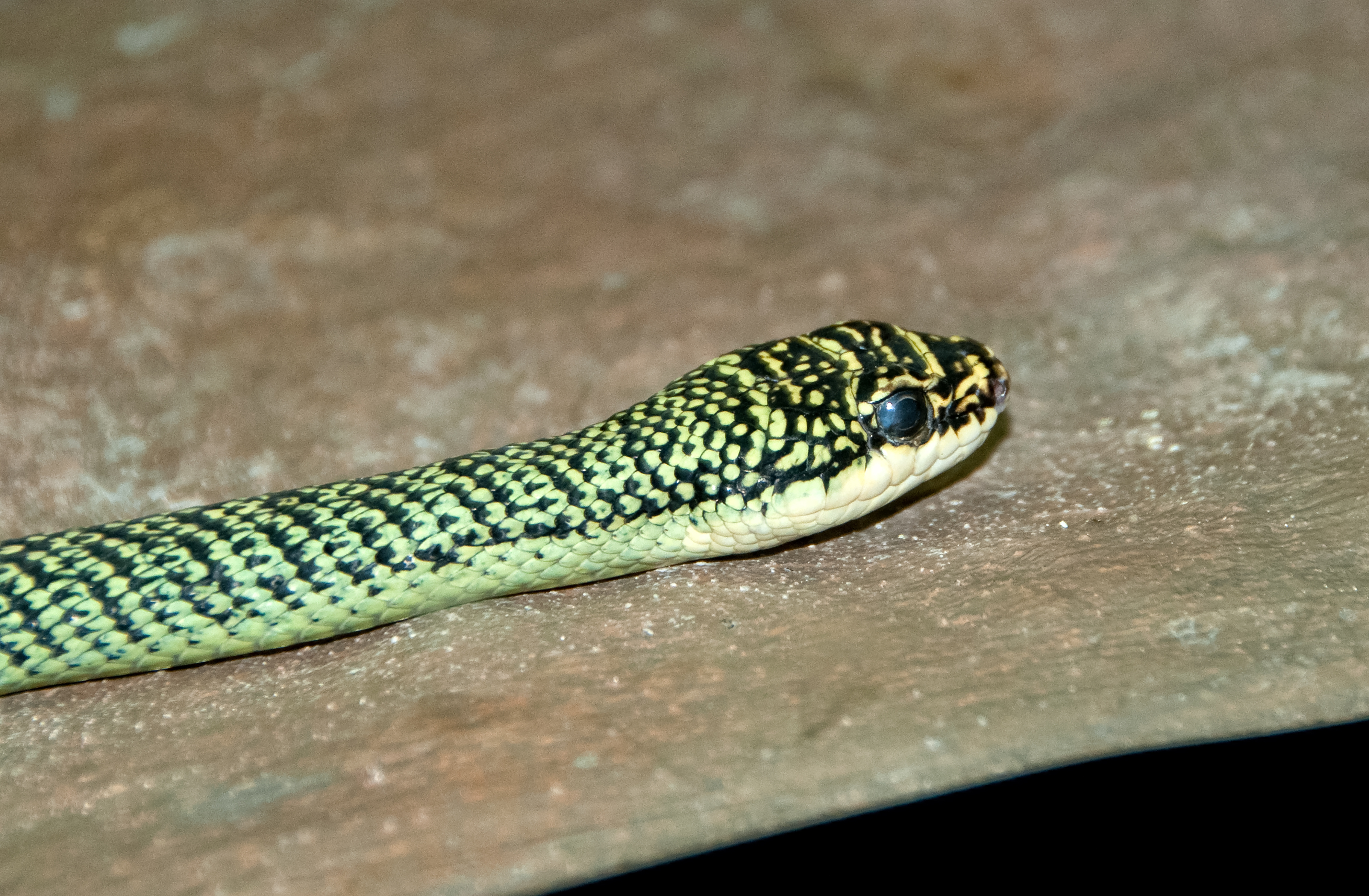 snake-at-bangkok-snake-farm-4625.jpg