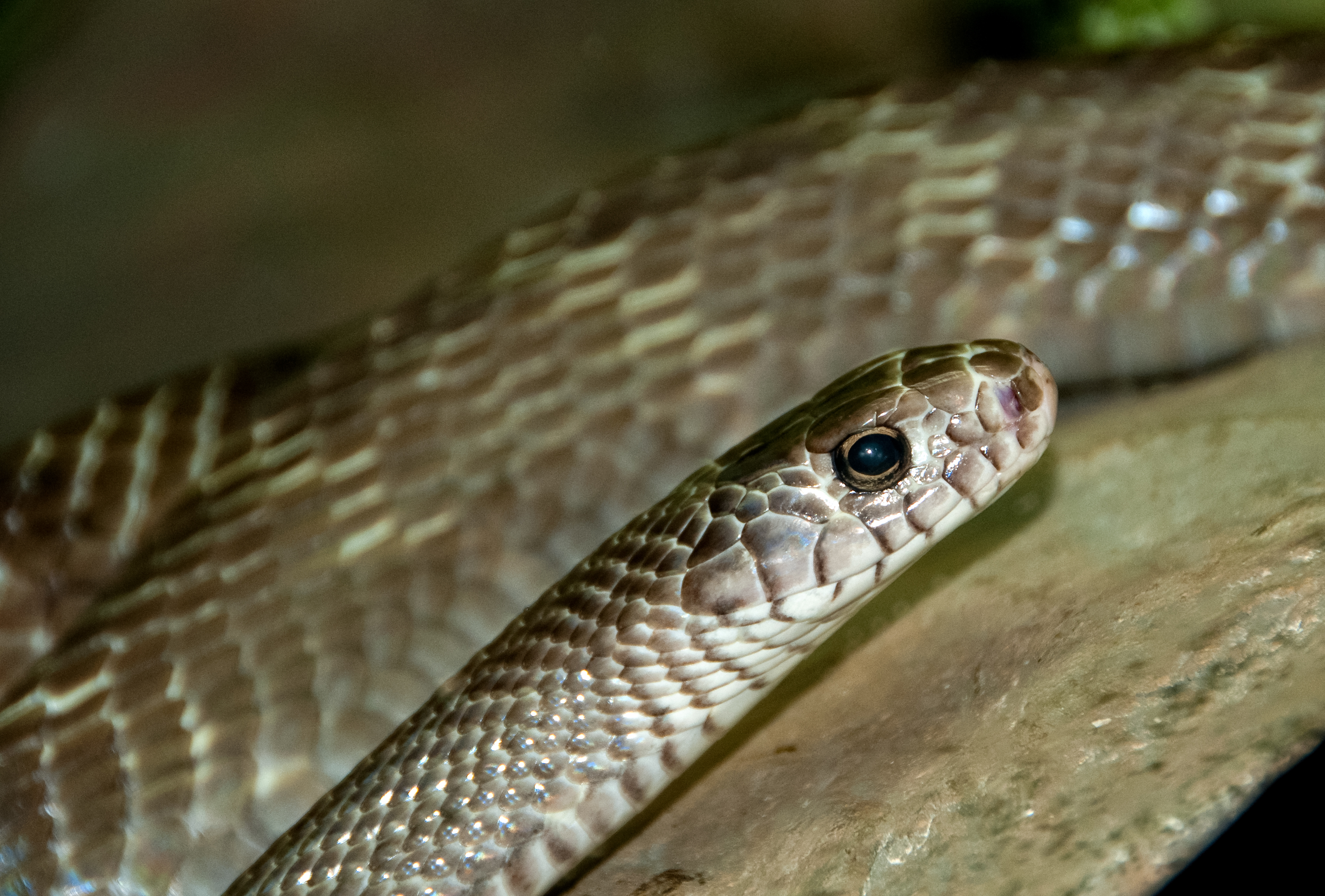 snake-at-bangkok-snake-farm-4640.jpg
