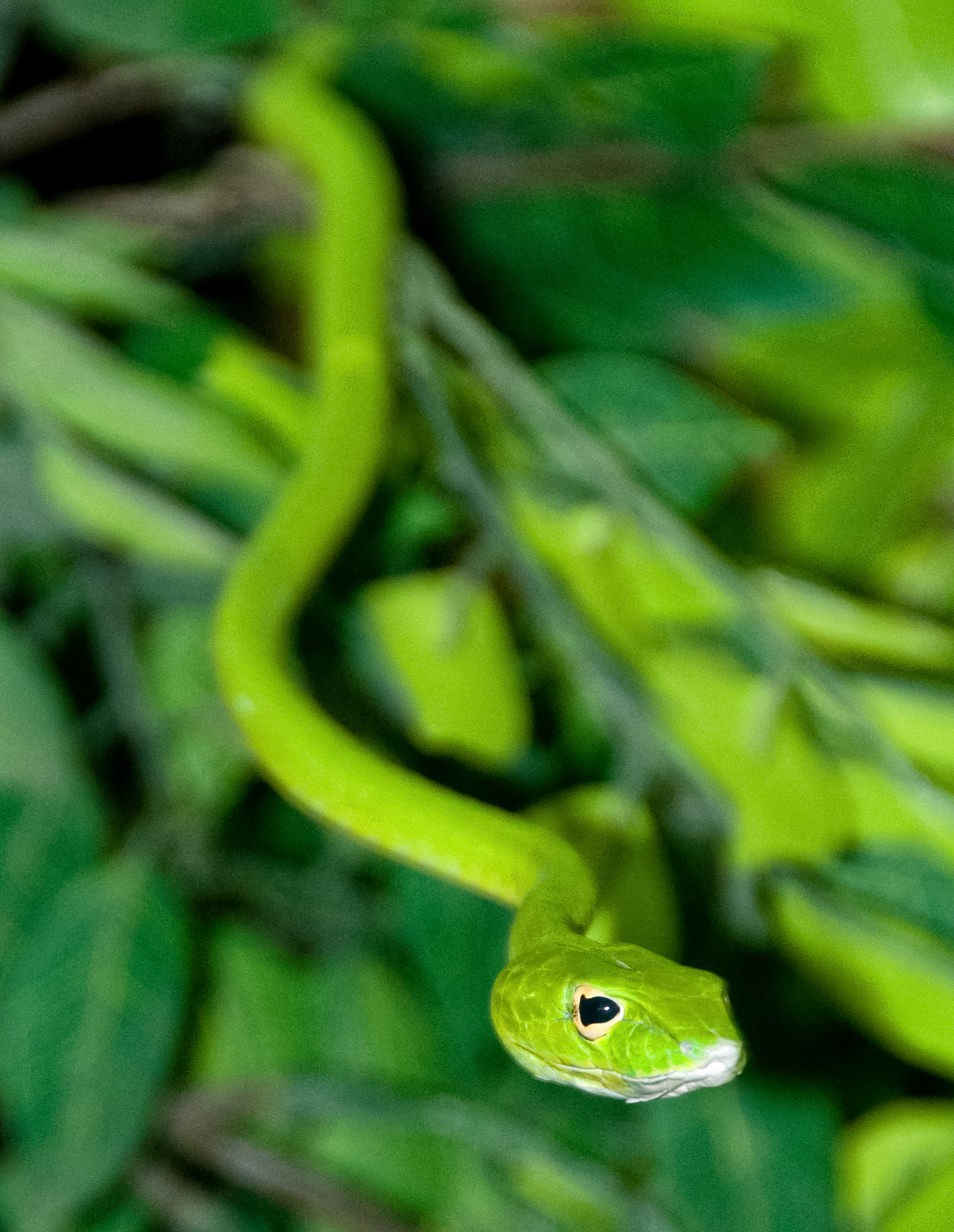 snake-at-bangkok-snake-farm-4705.jpg