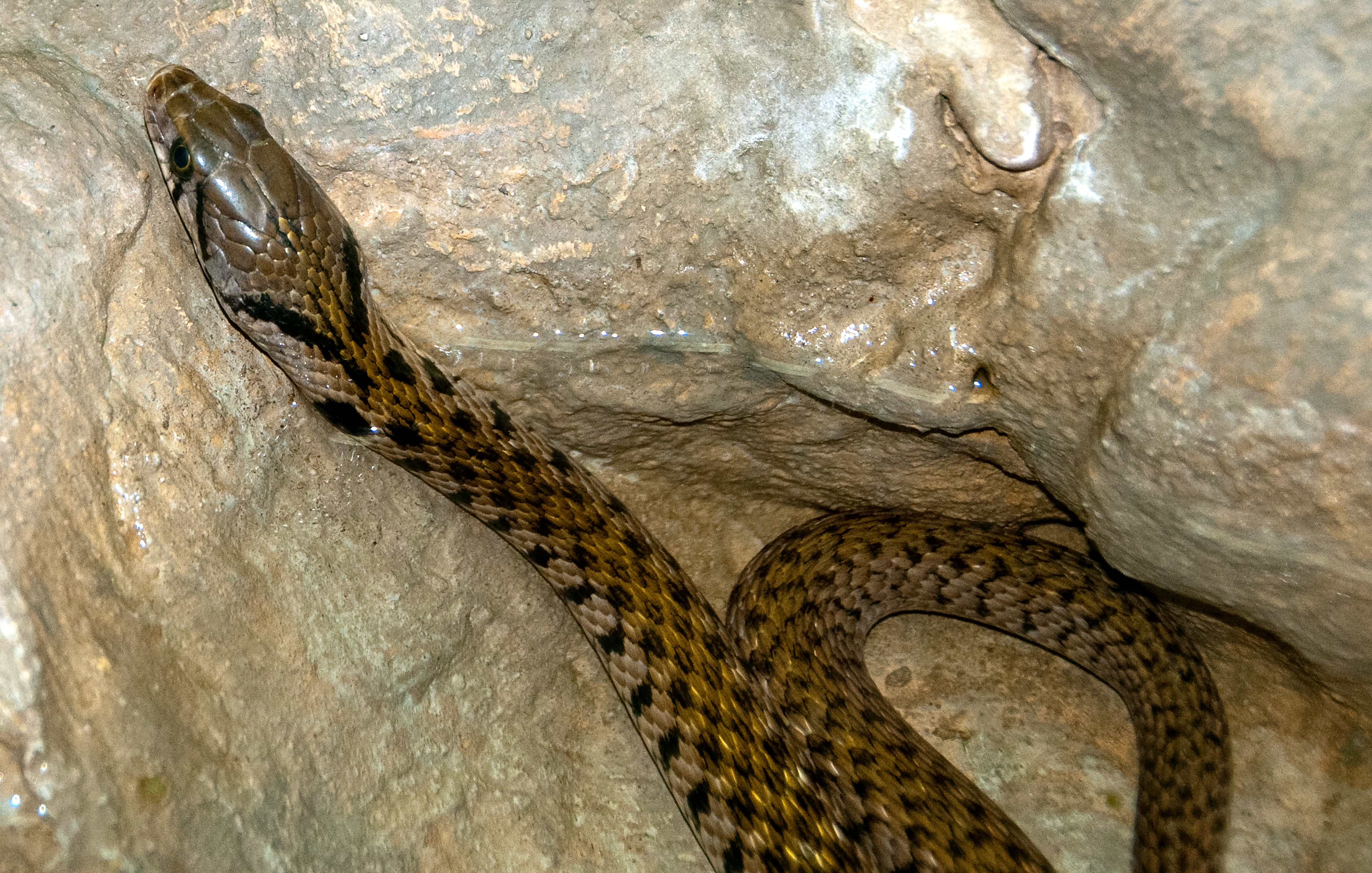 snake-at-bangkok-snake-farm-4788.jpg