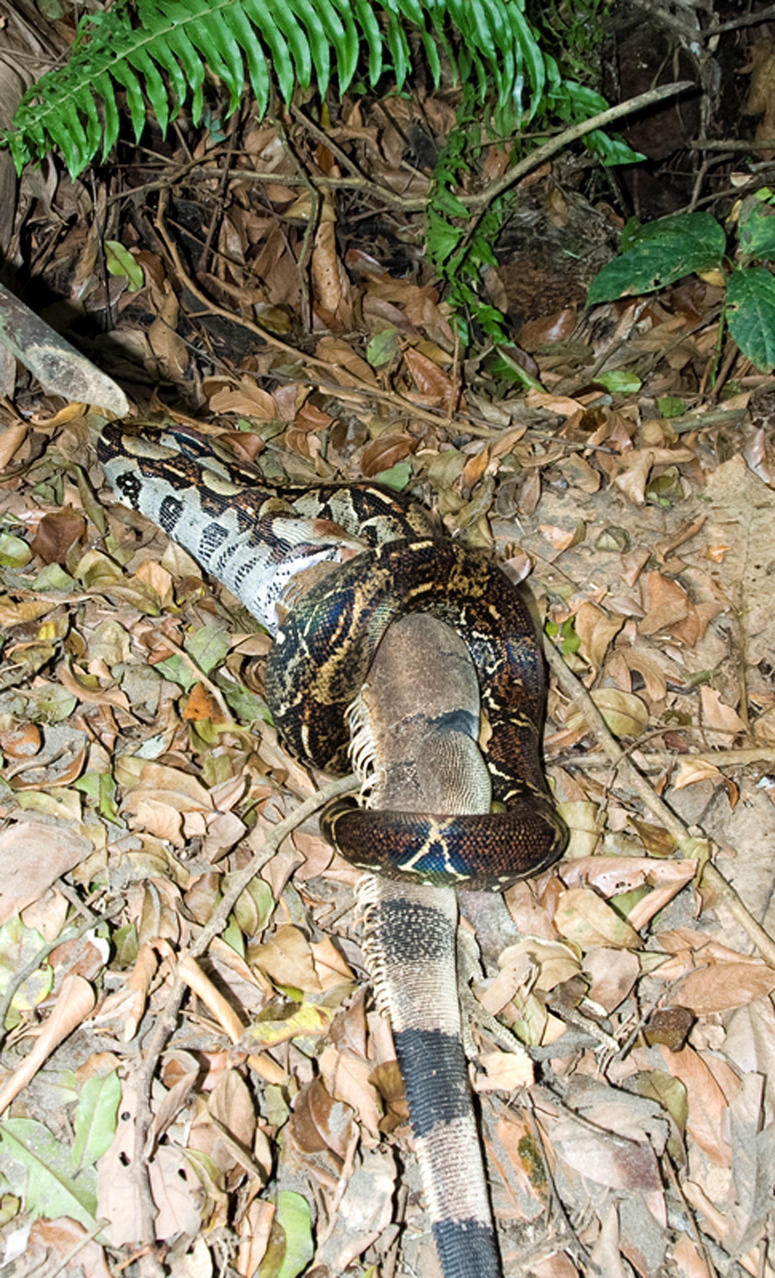 snake-eating-large-iguana-costa-rica-404.jpg