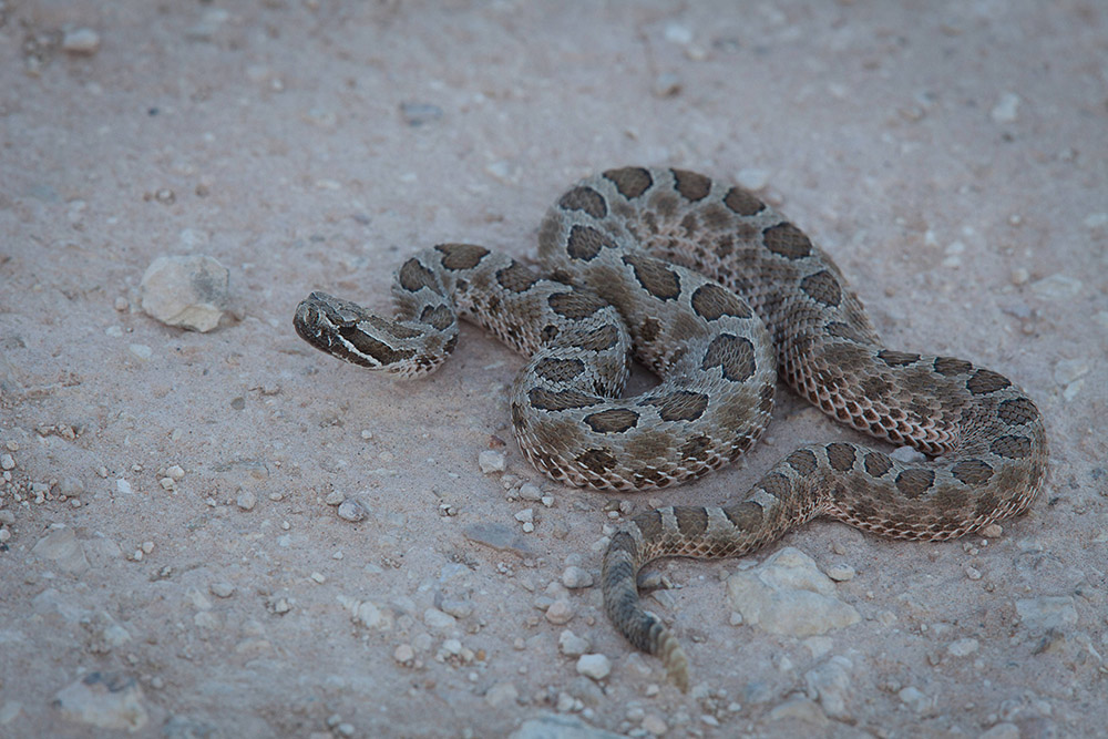 western-massasauga-rattlesnake.jpg