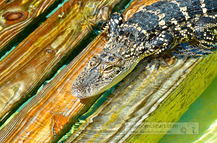 alligator_photo_1944b.jpg