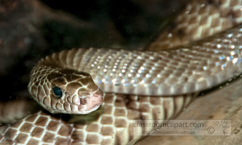 snake-at-bangkok-snake-farm-4639.jpg