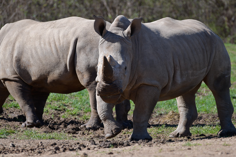 southern-white-rhinoceros-photo-3715.jpg