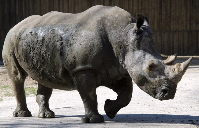 white_rhinoceros_6540.jpg