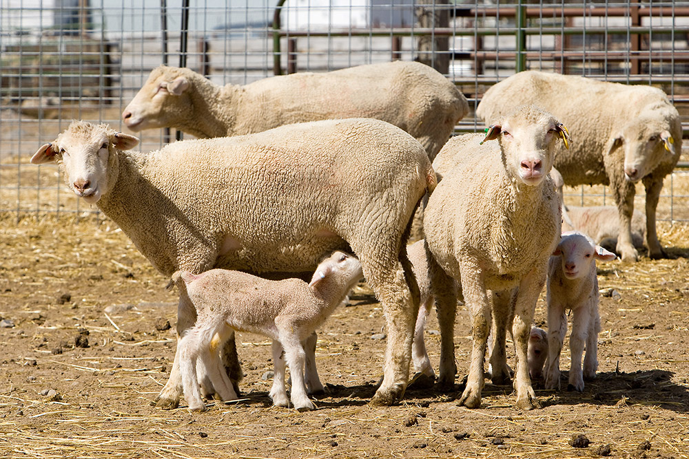 baby-lambs-with-their-mothers.jpg