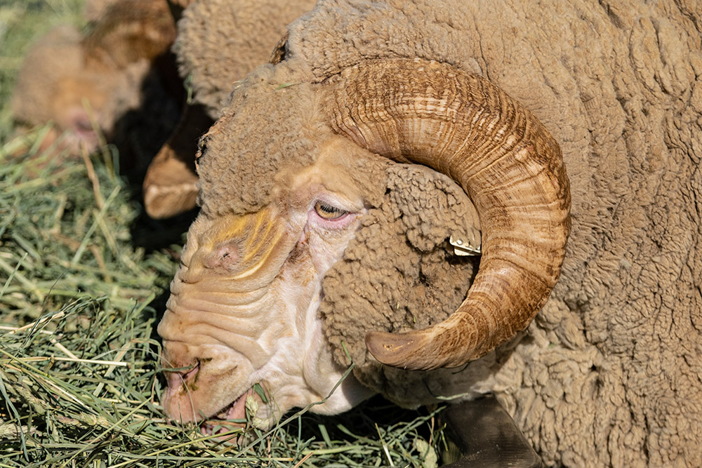 closeup-of-sheep-with-curled-horns-eating-hay-on-farm.jpg