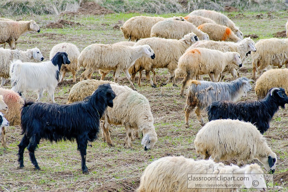 different-sheep-breeds-grazing-on-grass.jpg