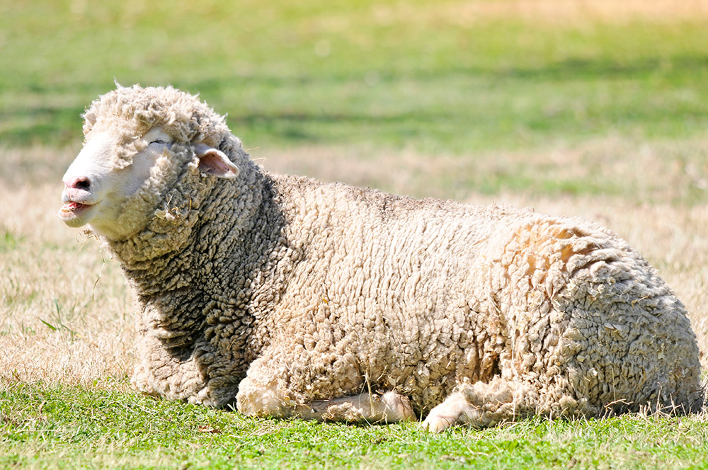 domestic-sheep-rests-on-pasture.jpg