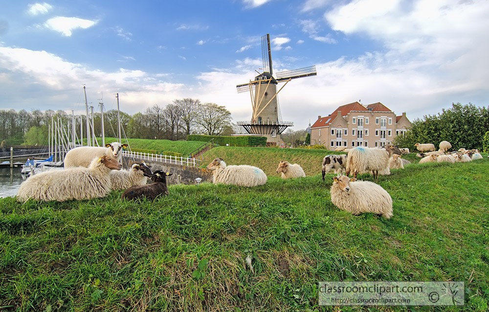 flock-of-sheep-grazing-on-grass-in-front-of-windmill.jpg
