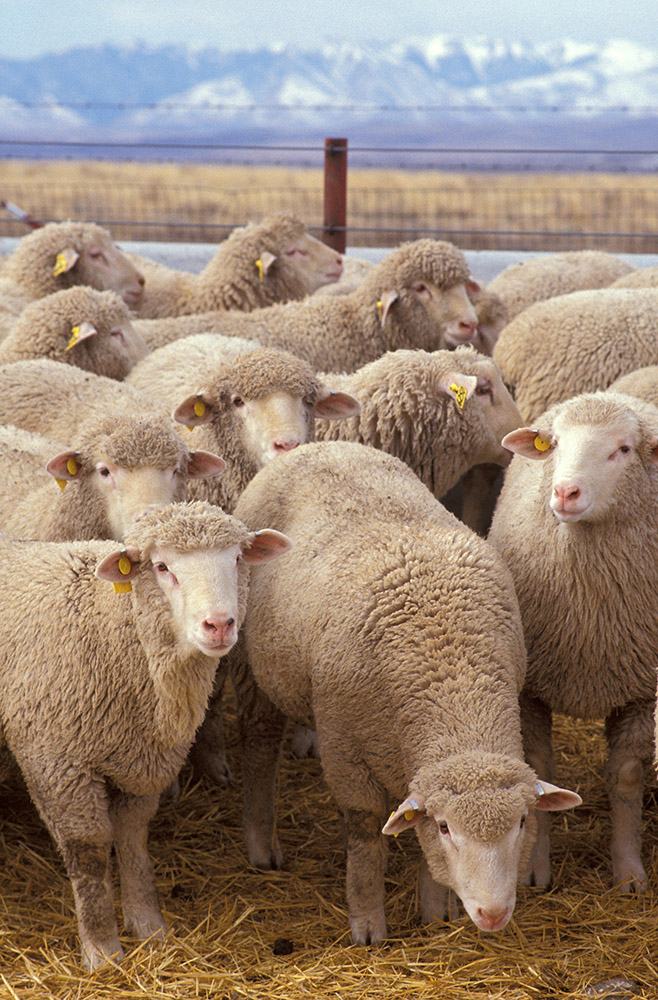 flock-of-sheep-on-farm.jpg