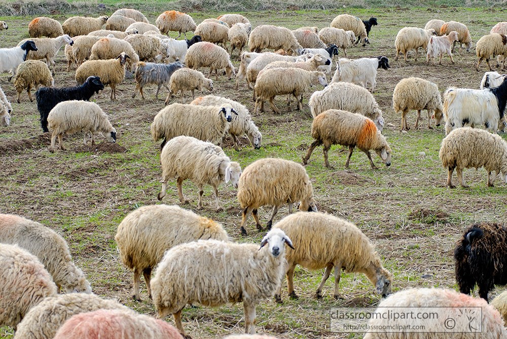 herd-of-sheep-grazing-on-grass-in-turkey.jpg