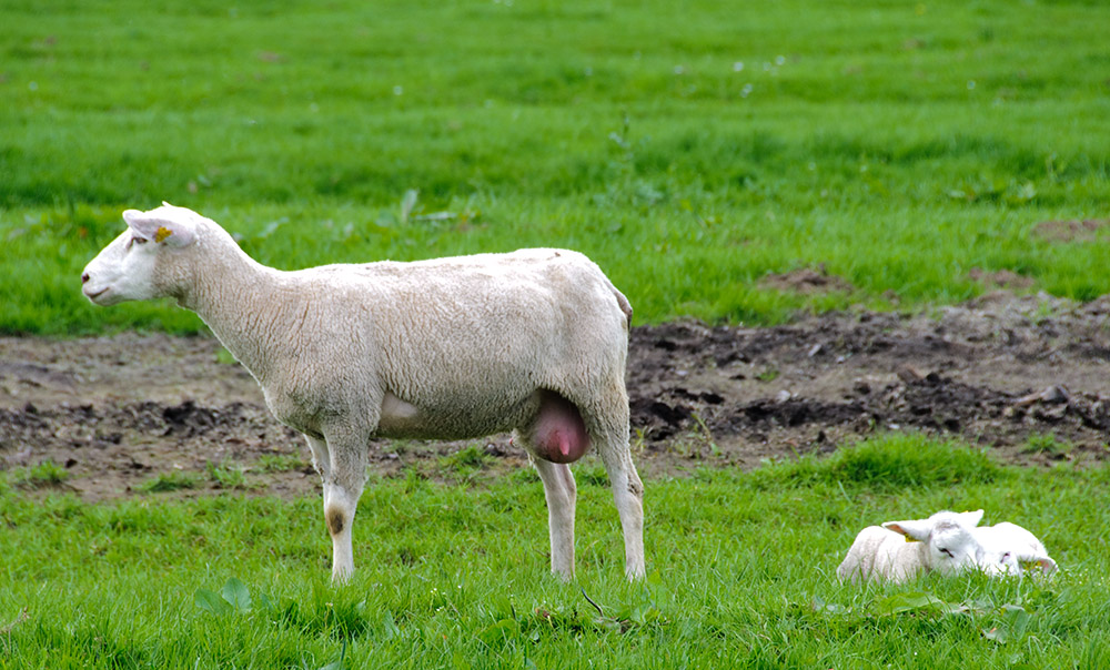 lamb-resting-on-sheep-farm-holland.jpg